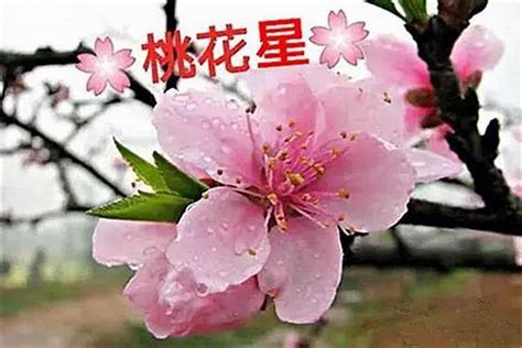 桃花旺的八字